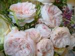 Flowers & Gifts