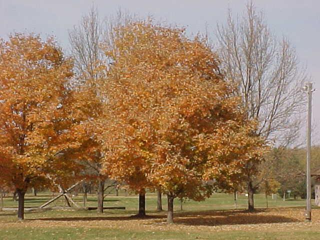 eMacromall.com - Autumn!