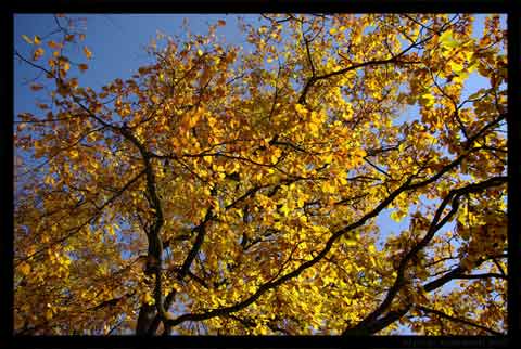 eMacromall.com - Autumn!