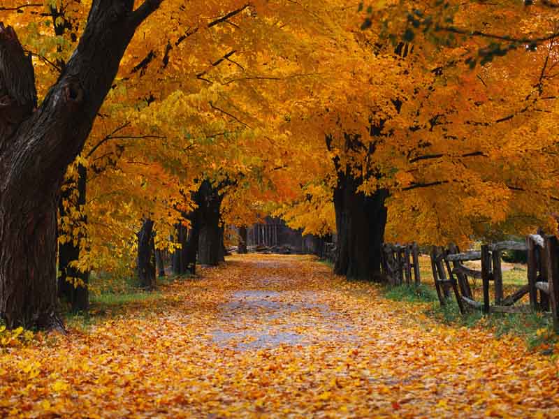 eMacromall.com - Autumn!