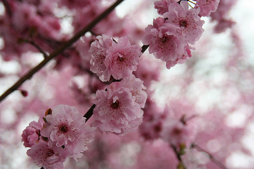 eMacromall.com - Spring!