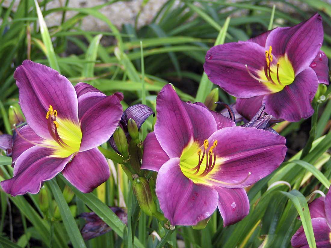 eMacromall.com - Spring!