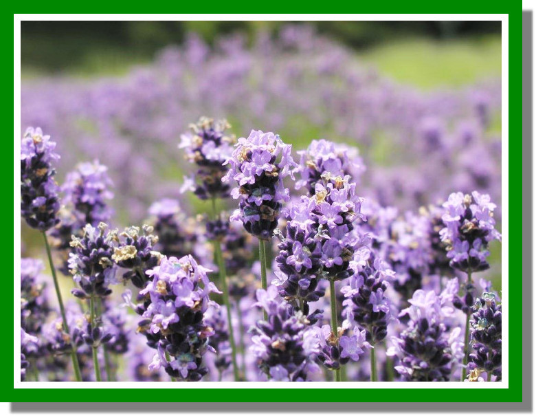 eMacromall.com - Spring!