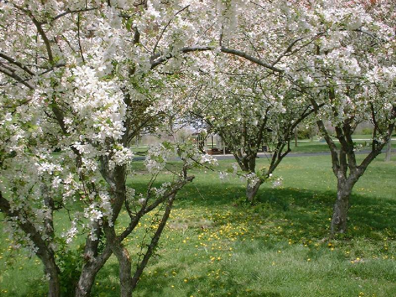 eMacromall.com - Spring!