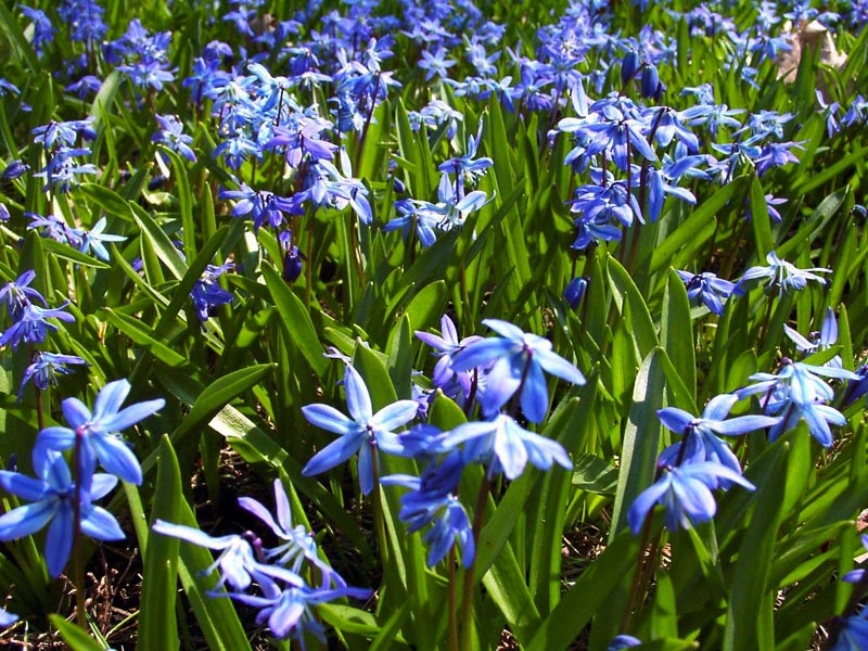 eMacromall.com - Spring!