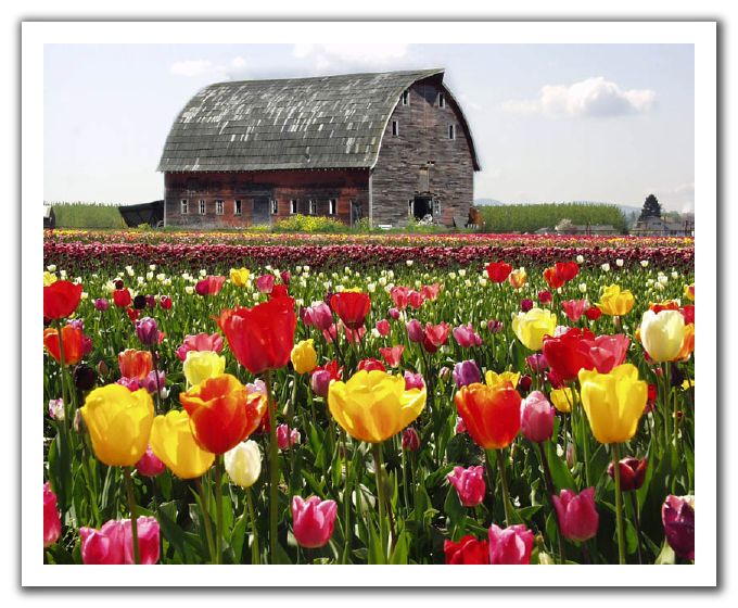 eMacromall.com - Spring!