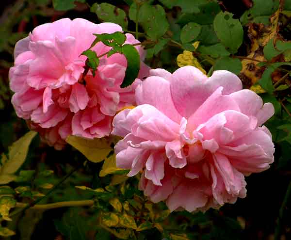 eMacromall.com - Flowers