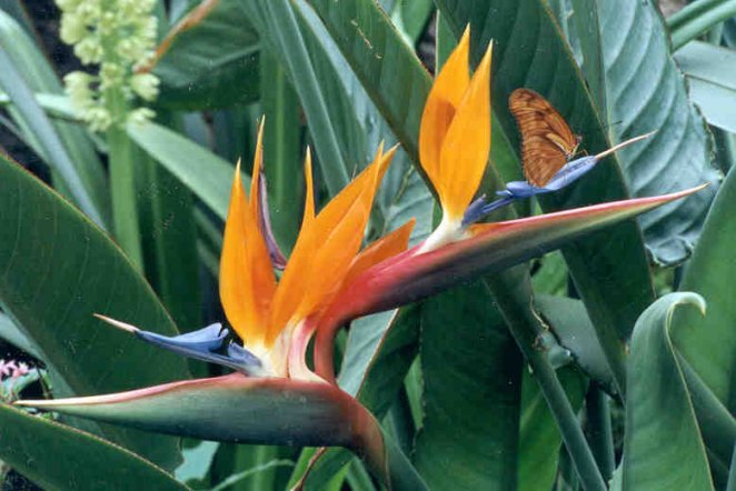 eMacromall.com - Flowers