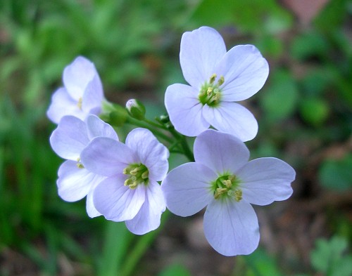 eMacromall.com - Flowers