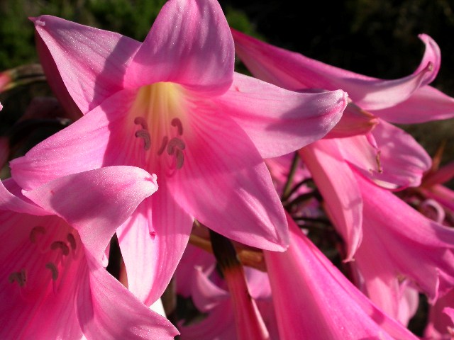 eMacromall.com - Flowers