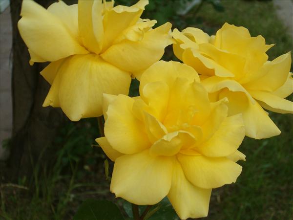 eMacromall.com - Flowers