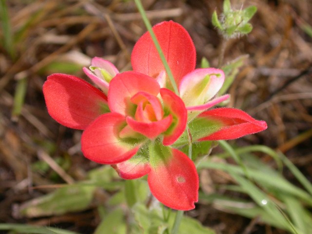 eMacromall.com - Flowers