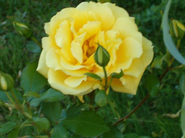 eMacromall.com - Flowers
