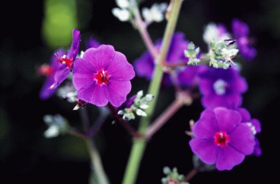 eMacromall.com - Beautiful flowers!