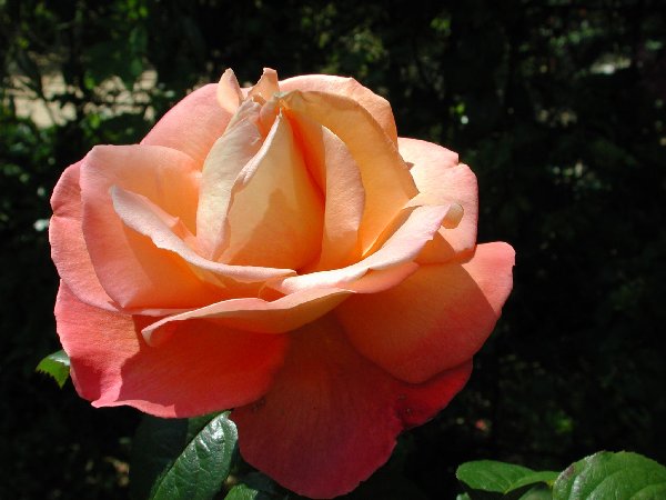 eMacromall.com - Beautiful flowers!