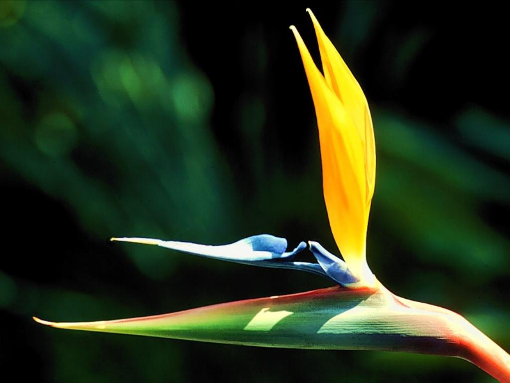 eMacromall.com - Beautiful flowers!