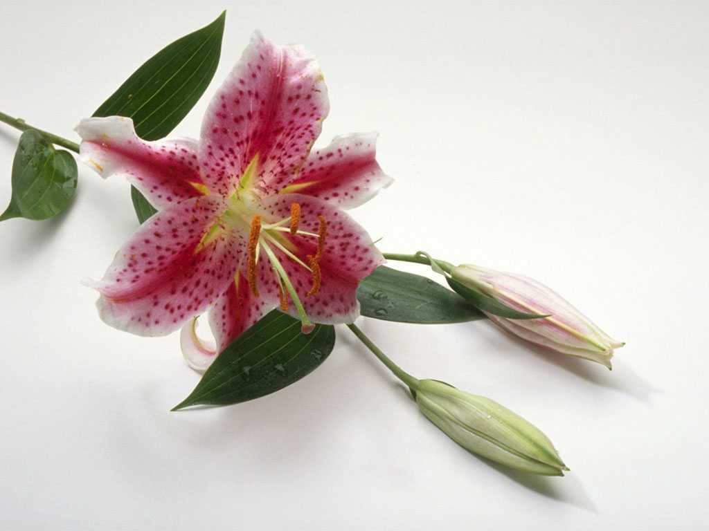 eMacromall.com - Beautiful flowers!