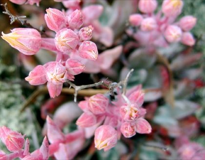 eMacromall.com - Beautiful flowers!