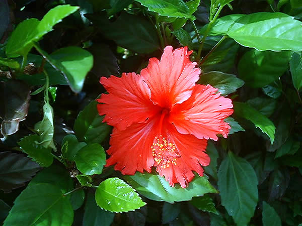 eMacromall.com - Beautiful flowers!