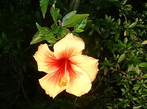 eMacromall.com - Beautiful flowers!