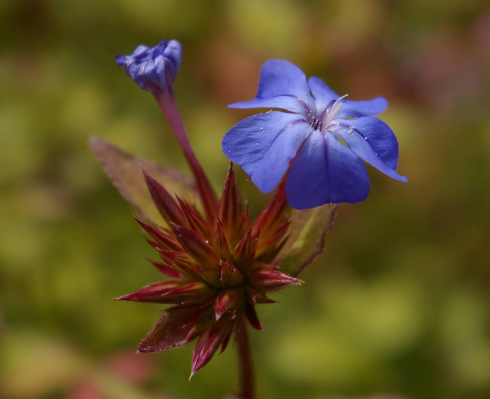 eMacromall.com - Beautiful flowers!