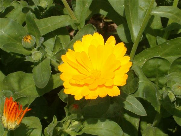 eMacromall.com - Beautiful flowers!