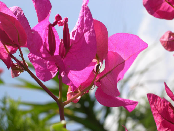 eMacromall.com - Beautiful flowers!