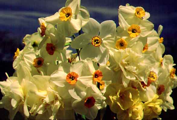 eMacromall.com - Beautiful flowers!