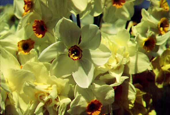 eMacromall.com - Beautiful flowers!