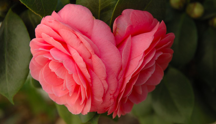 eMacromall.com - Beautiful flowers!