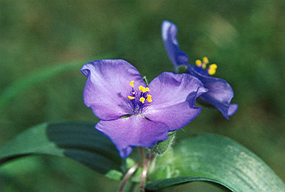 eMacromall.com - Beautiful flowers!