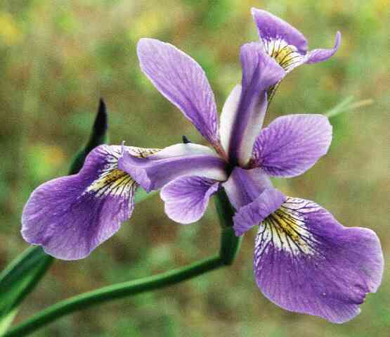 eMacromall.com - Beautiful flowers!
