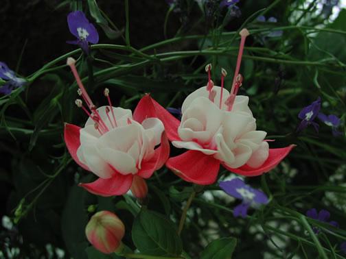 eMacromall.com - Beautiful flowers!