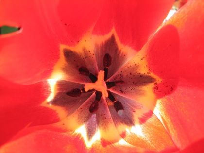 eMacromall.com - Beautiful flowers!