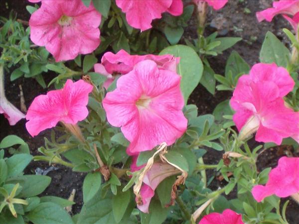 eMacromall.com - Beautiful flowers!