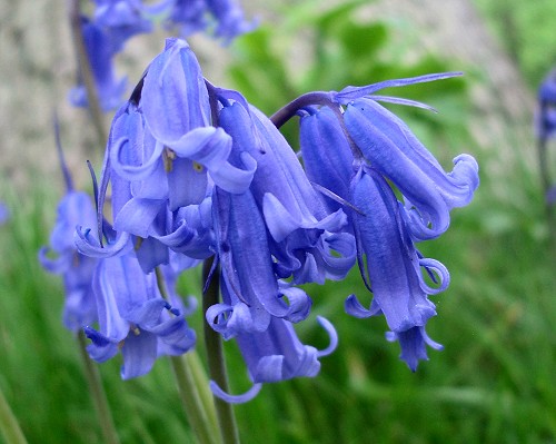 eMacromall.com - Beautiful flowers!