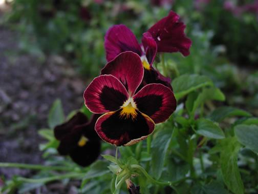 eMacromall.com - Flowers