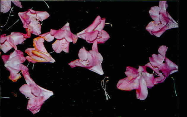 eMacromall.com - Beautiful flowers!