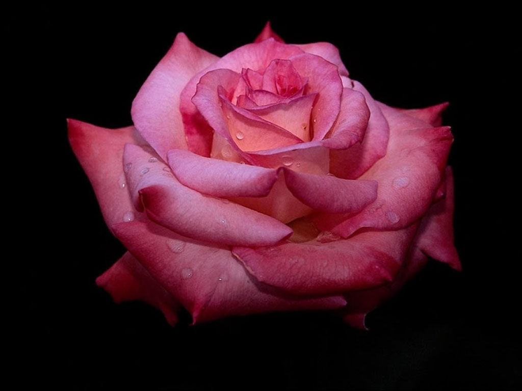 eMacromall.com - Beautiful flowers!