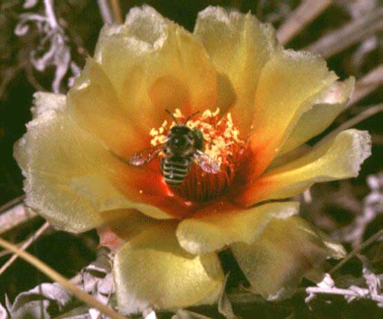 eMacromall.com - Beautiful flowers!