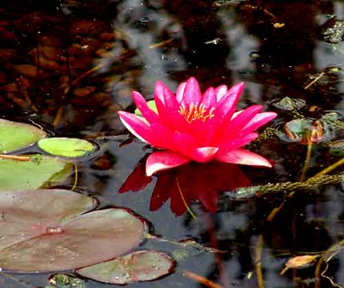 eMacromall.com - Beautiful flowers!
