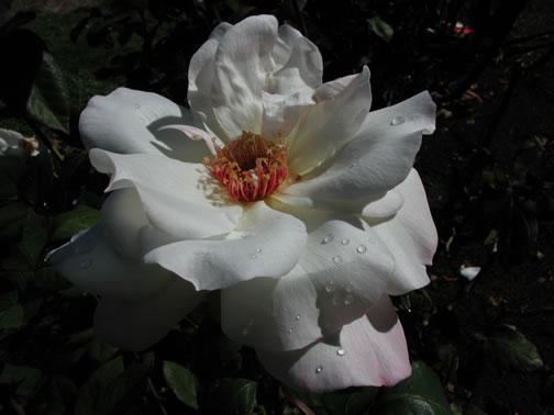 eMacromall.com - Beautiful flowers!