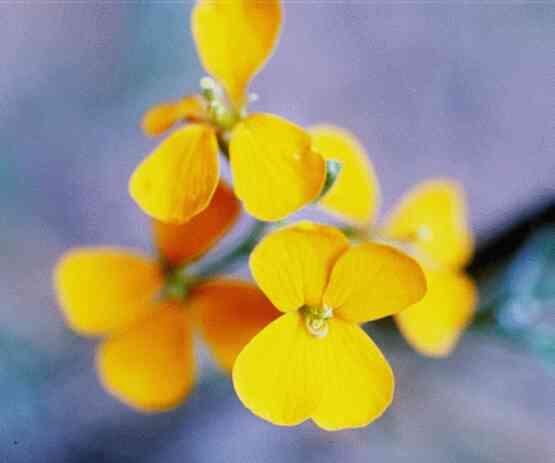 eMacromall.com - Beautiful flowers!