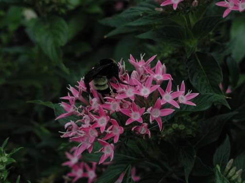 eMacromall.com - Beautiful flowers!