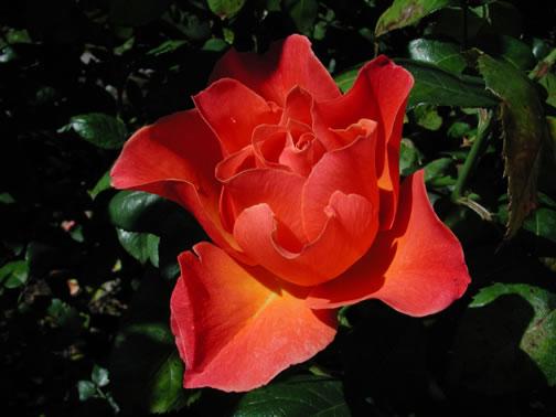 eMacromall.com - Beautiful flowers!