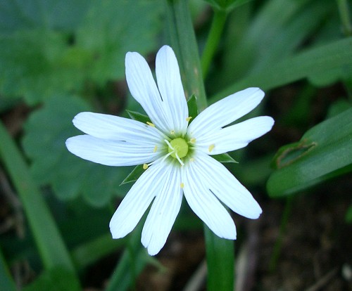 eMacromall.com - Beautiful flowers!