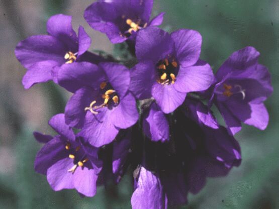 eMacromall.com - Beaufiful Flowers!