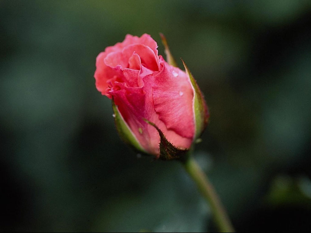 eMacromall.com - Flowers