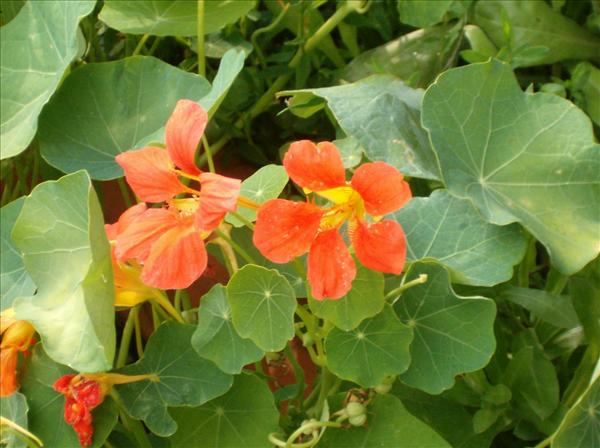 eMacromall.com - Beaufiful Flowers!