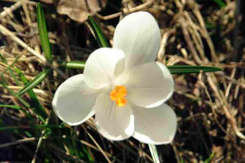 eMacromall.com - pansy-flower-blue